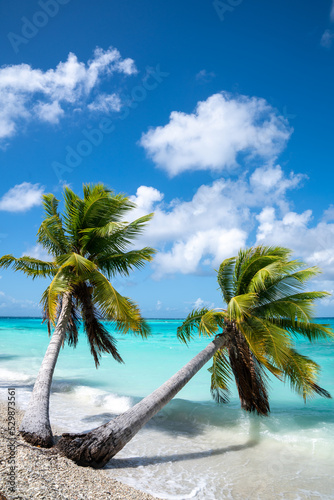 Fototapeta Naklejka Na Ścianę i Meble -  Palm Trees Blue Water Sunny