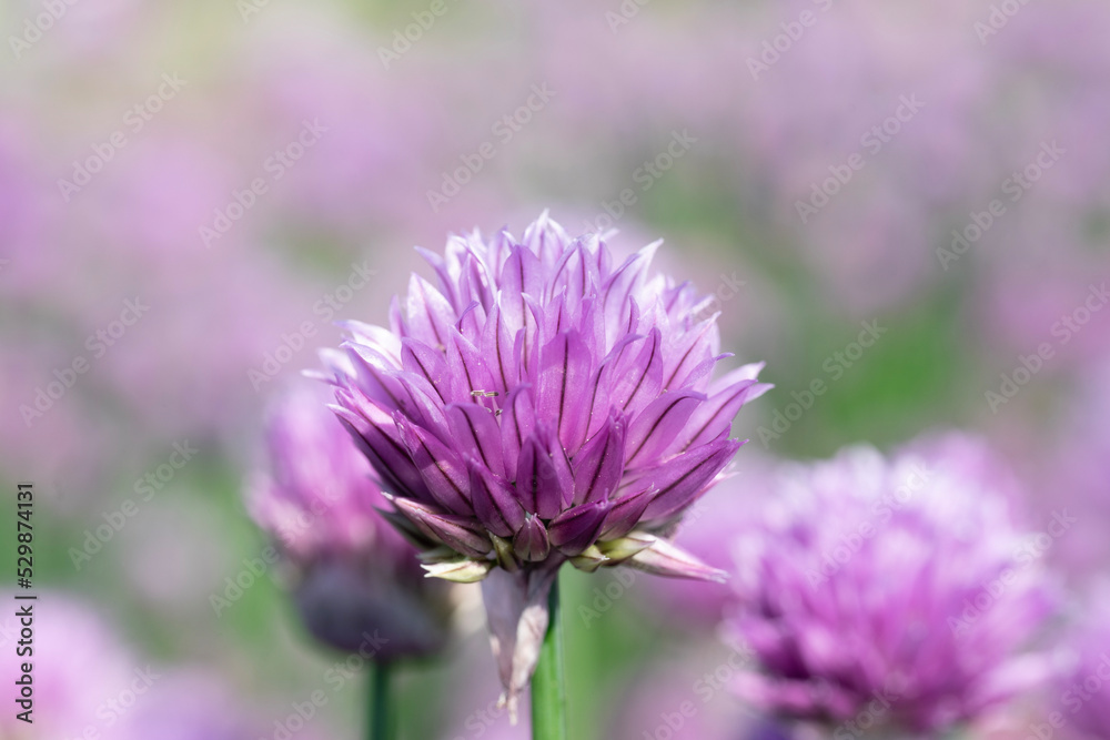 bee on thistle bee on thistle