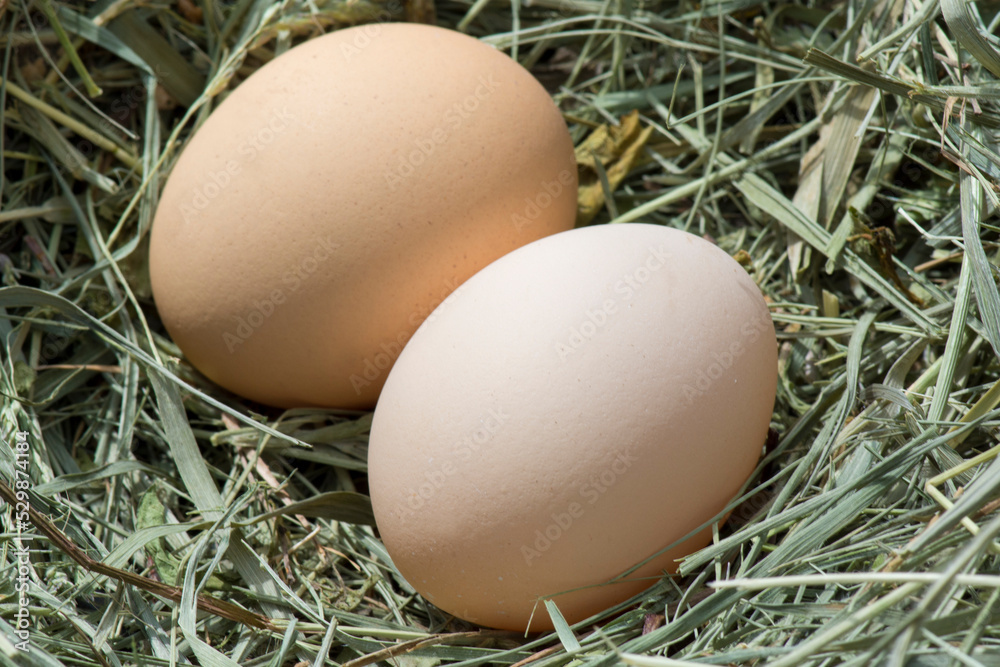 Fresh chicken eggs in a hay nest. Hen lays eggs, farm background. Fresh chicken eggs in a hay nest. Hen lays eggs, farm background.