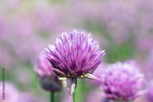 bee on thistle