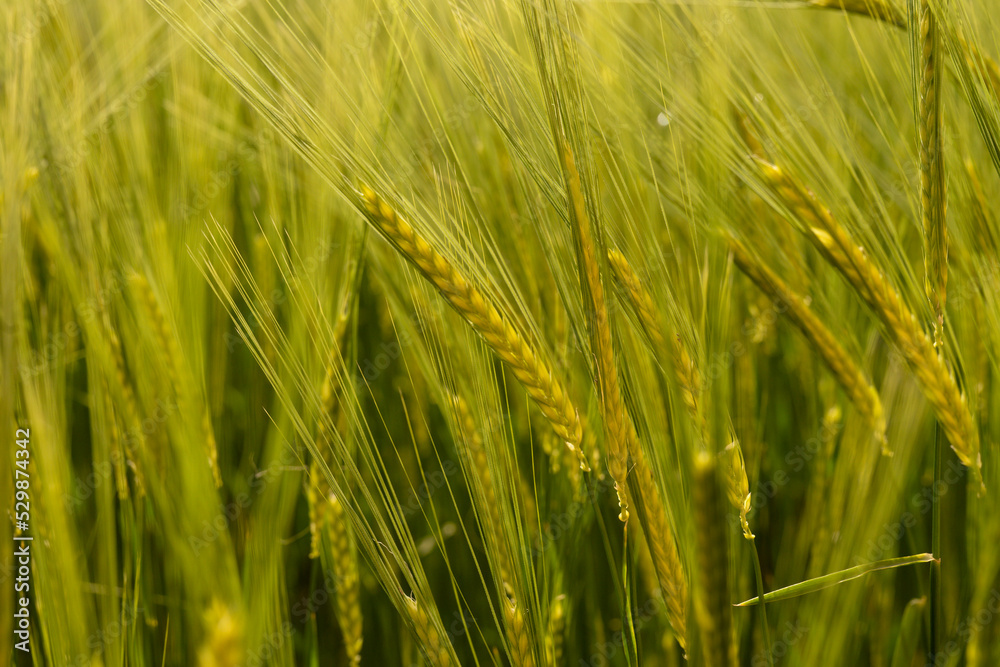 field of wheat field of wheat