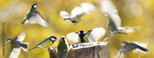 Fotografia Little birds perching on a bird feeder with sunflower seeds on autumn background