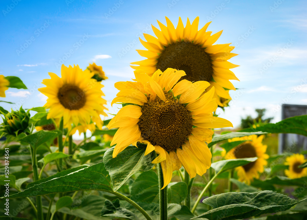 Obraz premium Field of blooming sunflowers