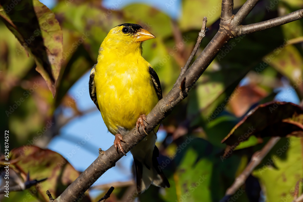 Obraz premium The American goldfinch (Spinus tristis) is a small North American bird 