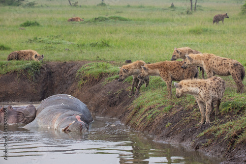 Konstfotografi Clan of spotted hyenas on the banks looking at hippo pushing carcass