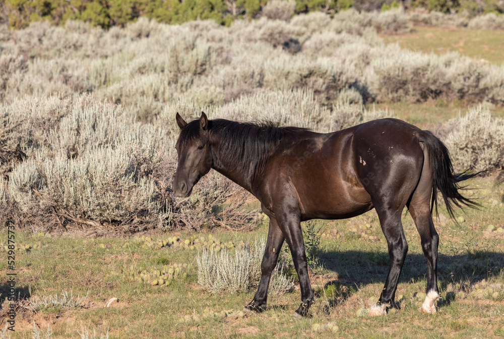 Beautiful Wild Horse in Summer in Montana Beautiful Wild Horse in Summer in Montana