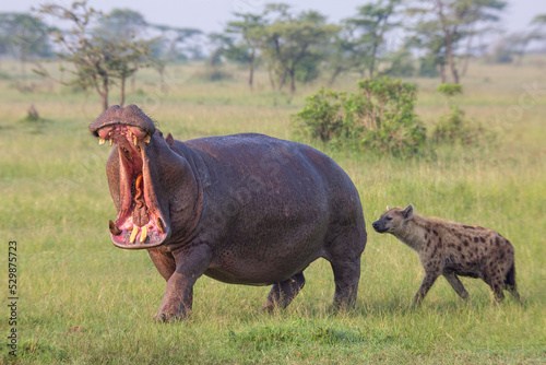 Canvas Print Hippo walking on the grass with open mouth while spotted hyena sniffing the Hippopotamus in Masai Mara game reserve in Kenya