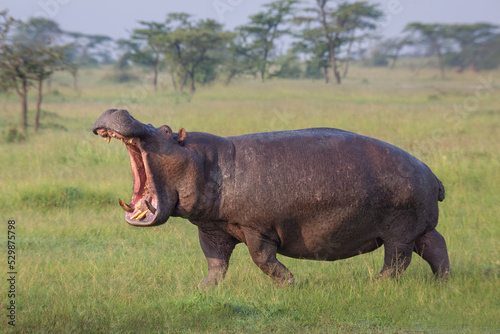 Hippopotamus walking on the grass with open mouth in Masai Mara game reserve in Kenya. African wildlife on safari
