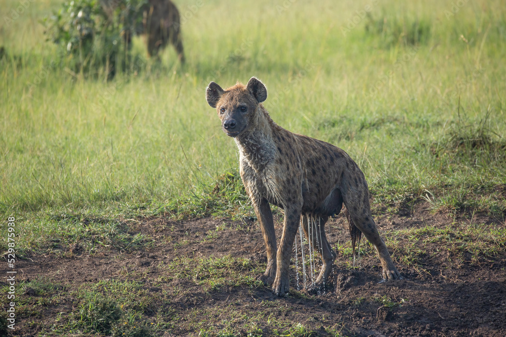 Soaking wet Spotted hyena dripping water on the African grass plains of Masai Mara game reserve, Kenya. Wildlife on safari Soaking wet Spotted hyena dripping water on the African grass plains of Masai Mara game reserve, Kenya. Wildlife on safari