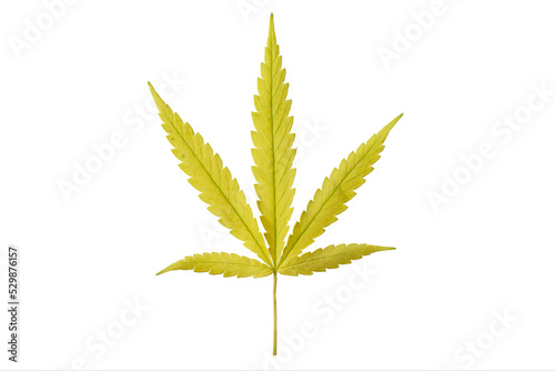 cannabis seedling leaves isolated on white background.  herb , Green leaf
