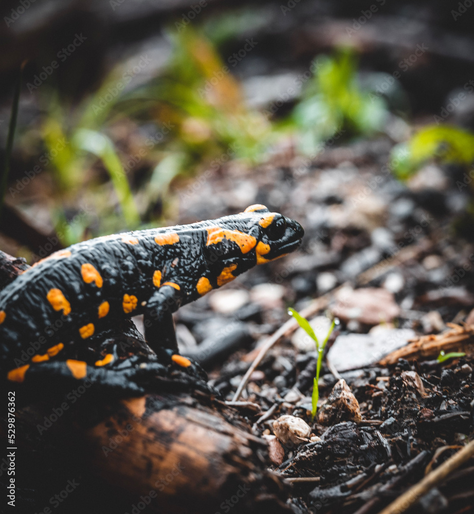 Salamander on the ground Salamander on the ground