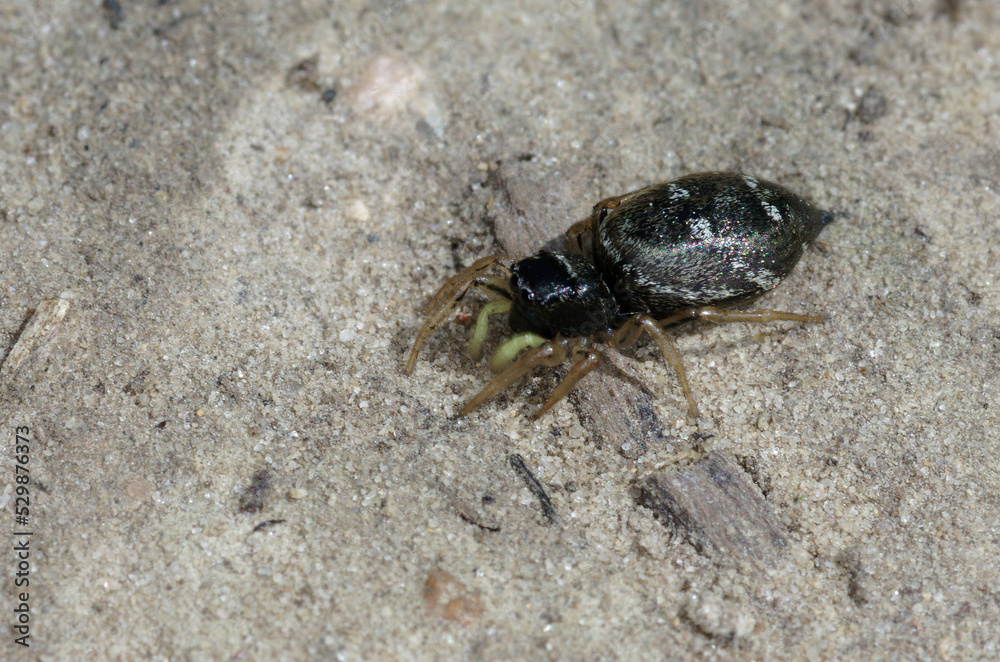 Une minuscule araignée courant sur le sol, la Saltique cuivrée (Heliophanus cupreus)