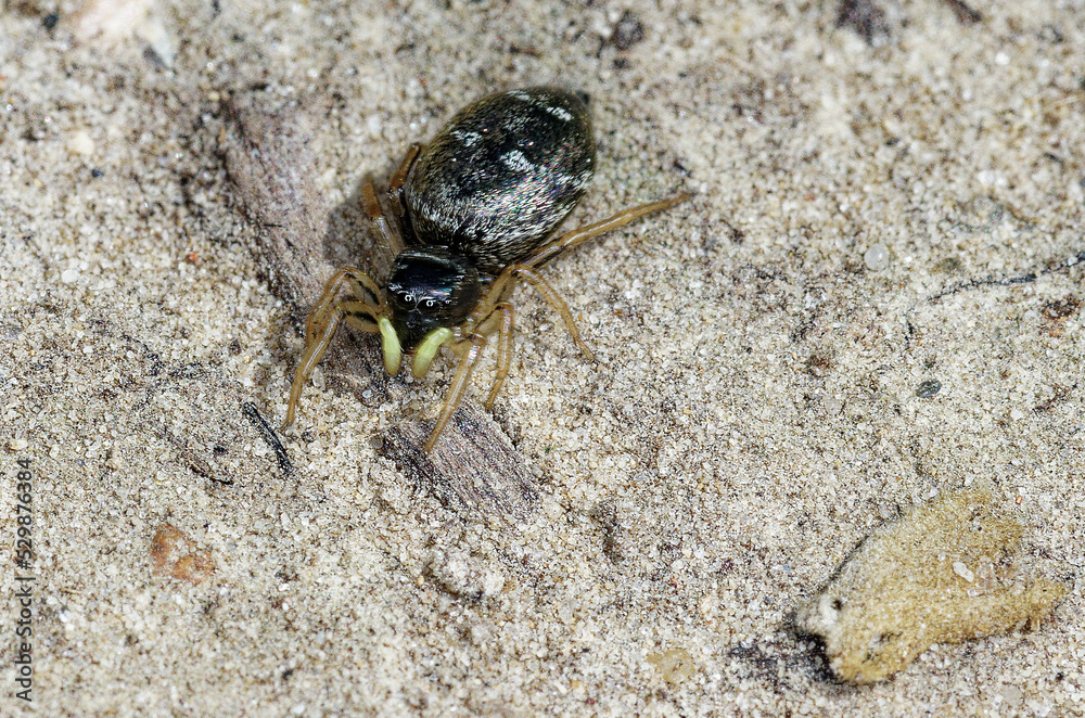 Une minuscule araignée courant sur le sol, la Saltique cuivrée (Heliophanus cupreus)