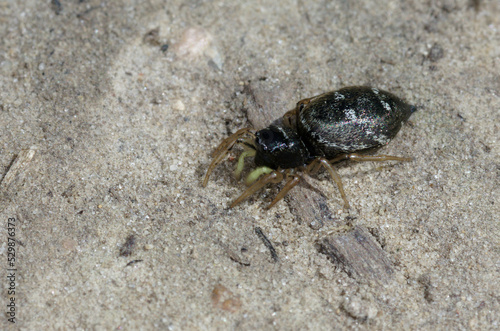 Une minuscule araign  e courant sur le sol  la Saltique cuivr  e  Heliophanus cupreus 