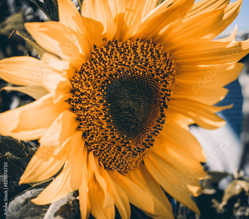 close up of sunflower