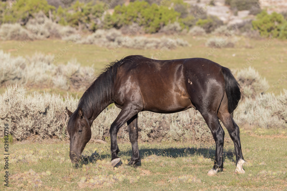 Beautiful Wild Horse in Summer in Montana Beautiful Wild Horse in Summer in Montana
