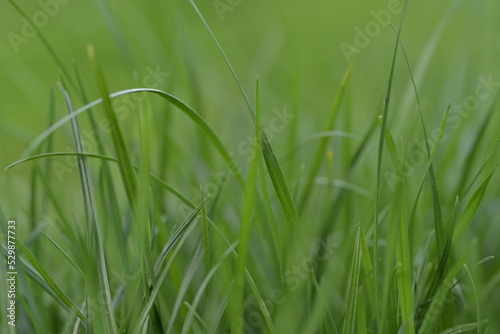 Green background with grass.