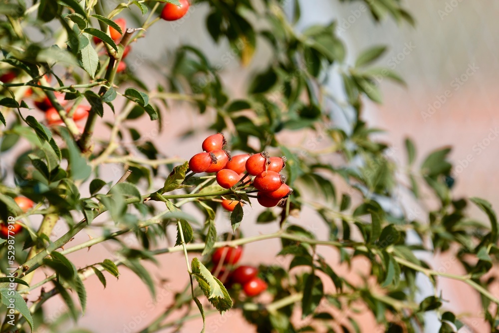 berries on a tree