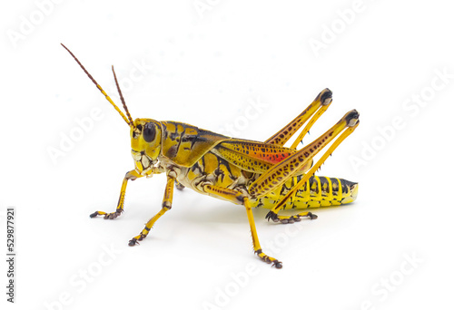 eastern or Florida Lubber grasshopper - Romalea microptera,  Yellow, black and red stripe colors Fototapet