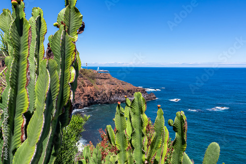 Close up on blossoming Candelabra trees and cactus plants. Panoramic view on Barraco de la Arena and coastline near Puerto de la Cruz, Tenerife, Canary Islands, Spain, Europe. Coastal hiking trail