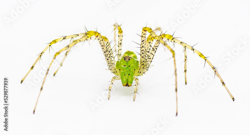 Green lynx spider - Peucetia viridans - facing camera, jaws present, spiny yellow legs visible. Isolated on white background