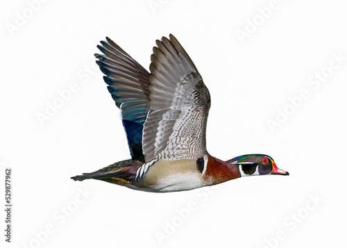 Fotografie male wood duck drake Aix sponsa flying showing beautiful red, blue, purple, green, chestnut  colors