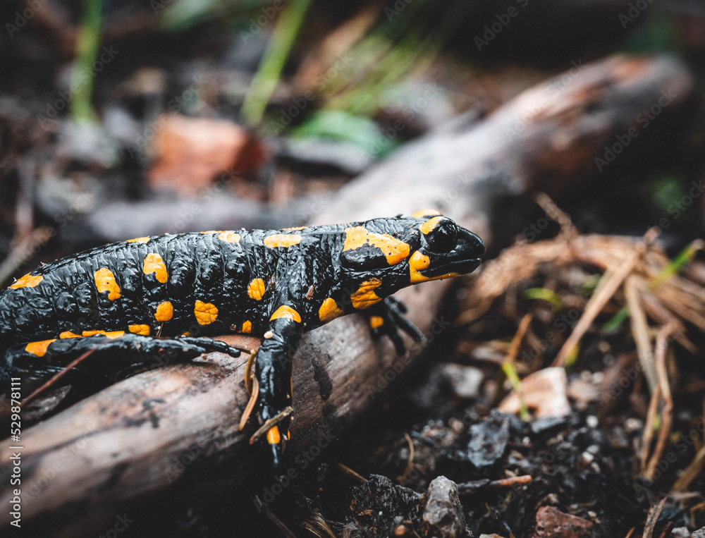 Salamander on the ground Salamander on the ground