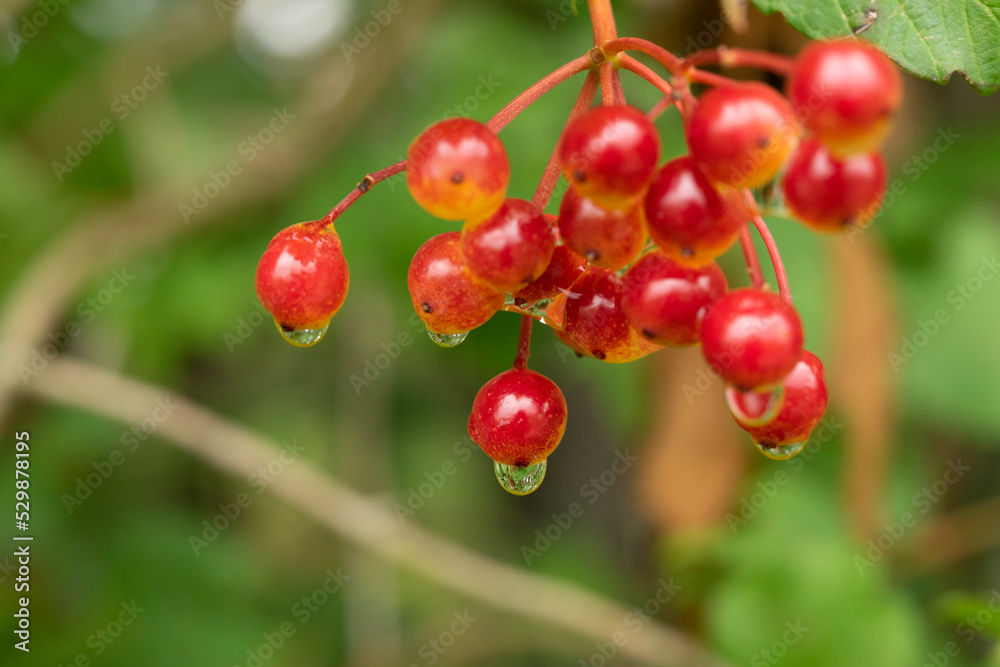 red currant bush