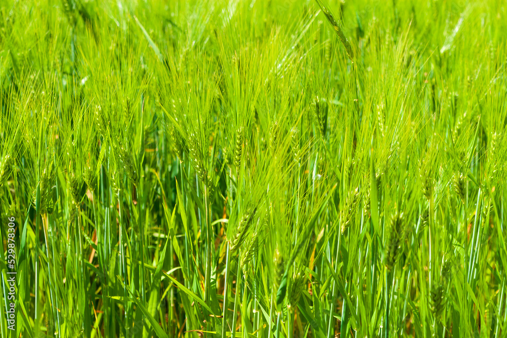 Agricultural background from fresh green ears of cereals. Green ears of young rye.