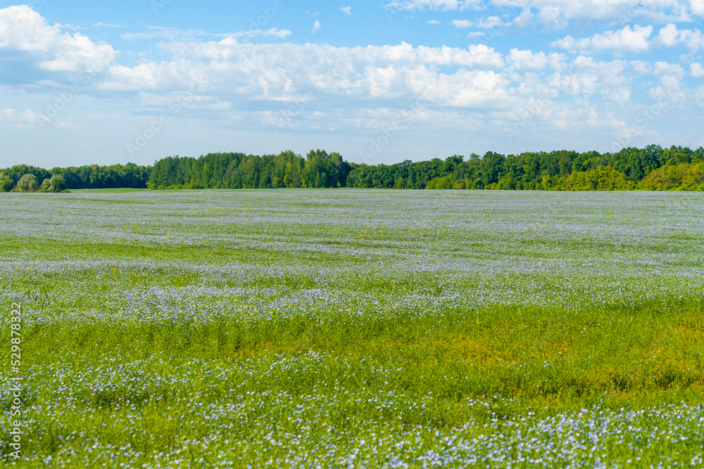 Fototapeta premium A large flax field with a forest in the background. Blue field of flowering flax.