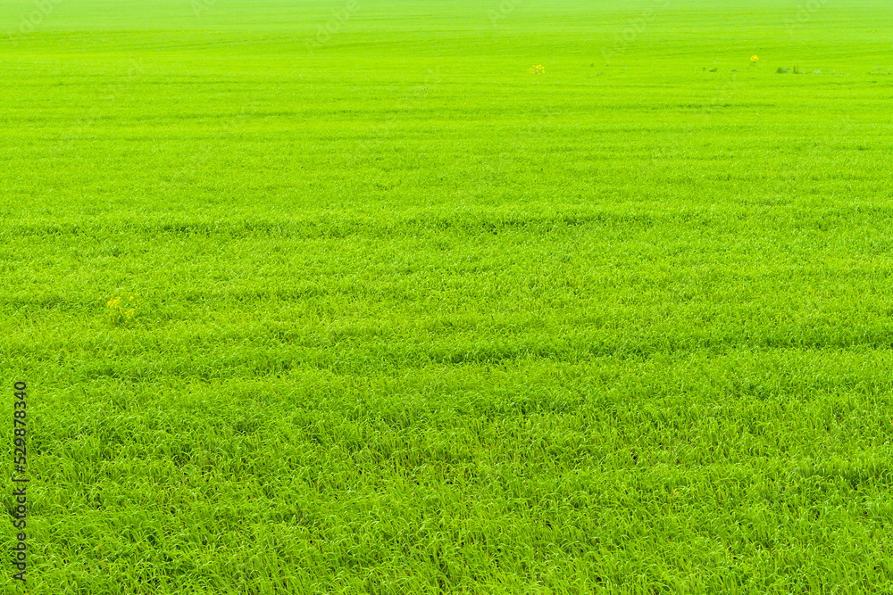 Bright green, very bright field of green spring grass. Agricultural background. Bright green, very bright field of green spring grass. Agricultural background.