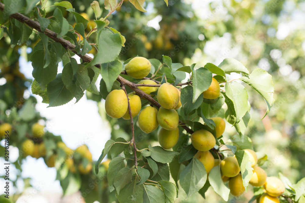 Apricot tree branch in the garden