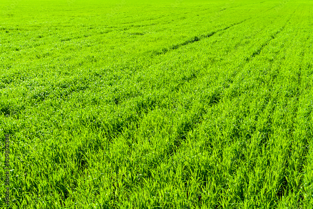 Spring wheat field in spring. Bright green natural background. Brightly lit green grass. Agricultural background. Spring wheat field in spring. Bright green natural background. Brightly lit green grass. Agricultural background.