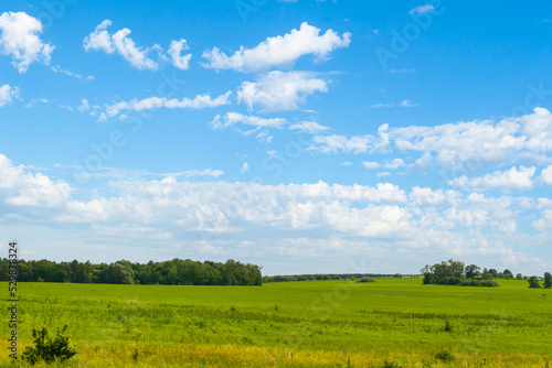 Panorama of a large green meadow with a forest in the background. Green pastures under a beautiful sky.