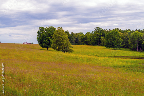 Summer meadow on the outskirts of the forest. Pasture under a cloudy sky.