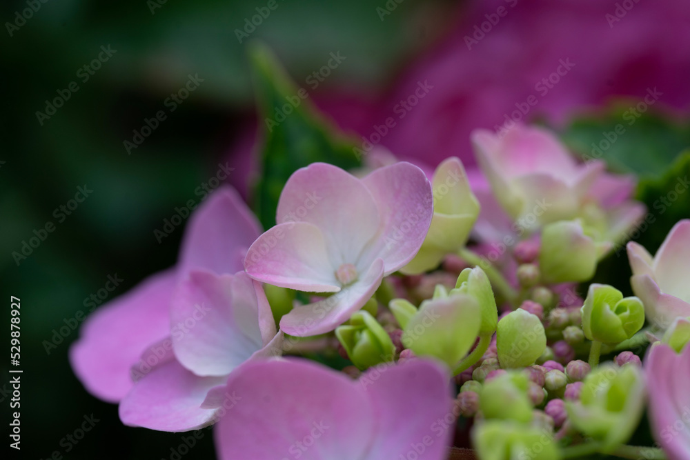 pink and white flowers pink and white flowers
