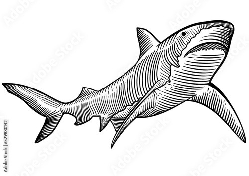 Pen and ink hand drawing illustration