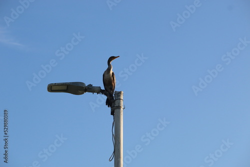 cormorant on a pole photo