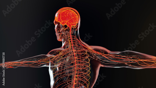 Fotografie Human brain nervous system anatomy, medical diagram with parasympathetic and sympathetic nerves