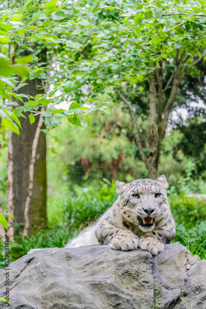 Fototapeta premium snow leopard in tree at the zoo