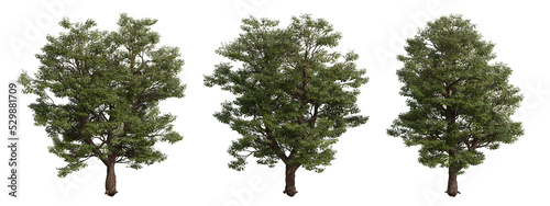 acer platanoides tree isolated on transparent background , tree 3d render