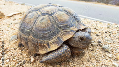 Desert Tortoise Close-up photo