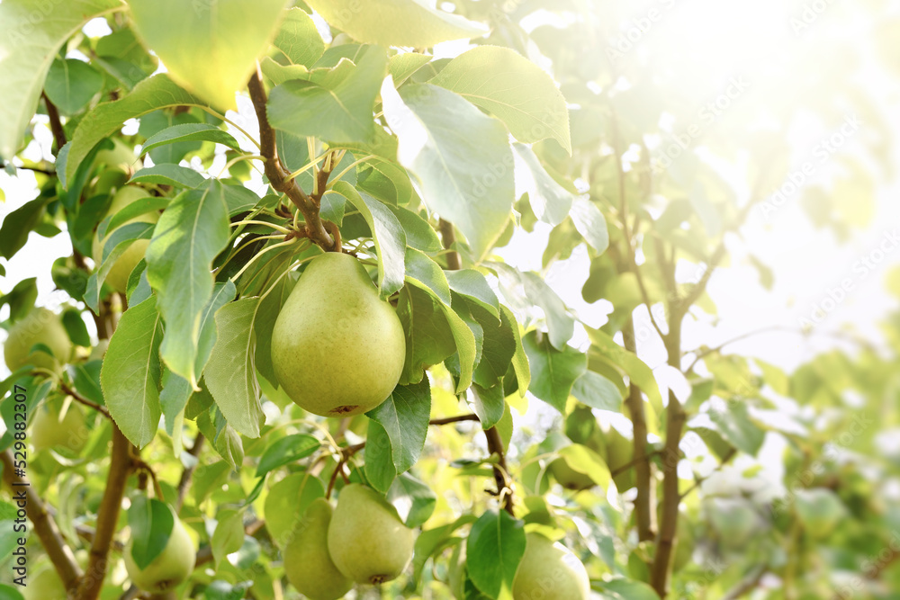 Ripe pear on a branch in bright sunlight. Close-up of a green pear. Ripe pear on a branch in bright sunlight. Close-up of a green pear.