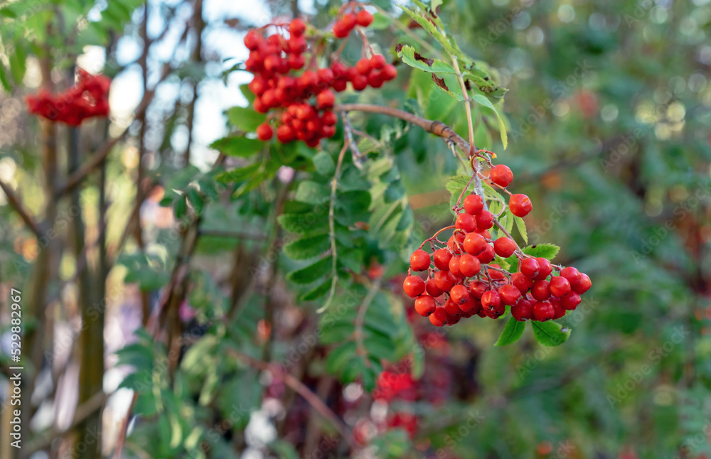 Red rowan berries. Ripe rowan berries closeup. Rowan branches with ripe fruits. Sorbus aucuparia fruits. Red rowan berries. Ripe rowan berries closeup. Rowan branches with ripe fruits. Sorbus aucuparia fruits.