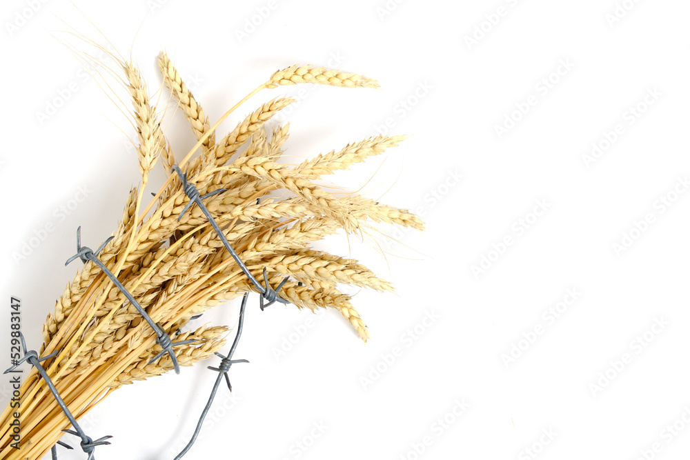 Obraz premium Wheat ears are entangled with barbed wire.