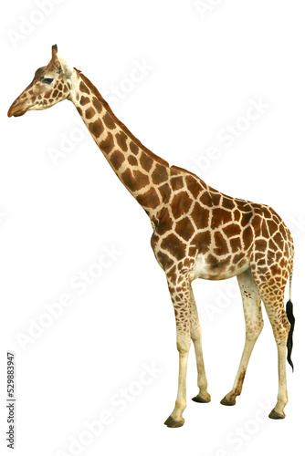 giraffe isolated on a transparent background