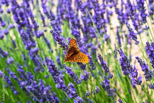 Silver-washed fritillary, Argynnis paphia, on a lavender flower photo