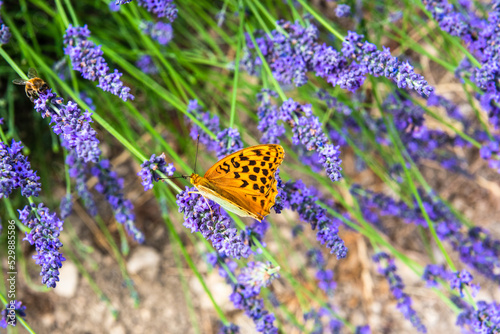 Close up on a silver-washed fritillary, Argynnis paphia, on a lavender stem photo