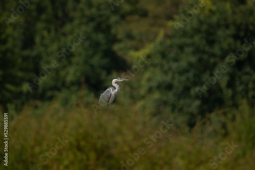 heron in the grass