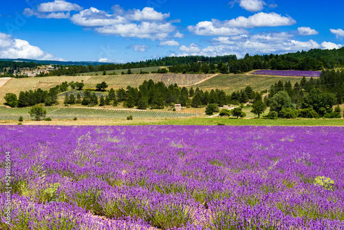 Fields of lavender on the Albion plateau, France